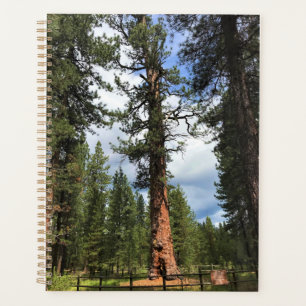Big Red Tree, La Pine, OR Planner