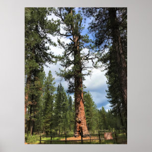 Big Red Tree, La Pine, OR Poster