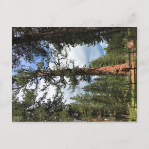 Big Red Tree, La Pine, Oregon Postcard