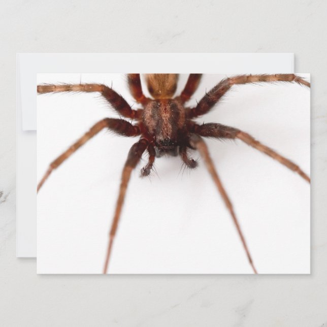 Big Scary Spider Invitation (Front)