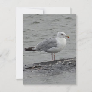 Big seagul Flat Card