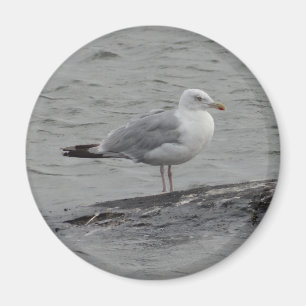 Big seagull magnet