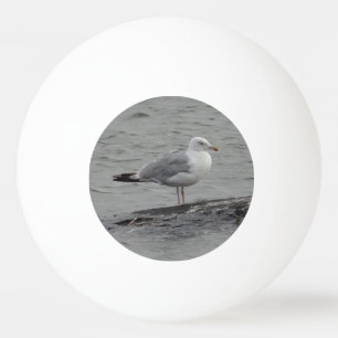 Big seagull ping pong ball