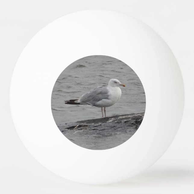Big seagull ping pong ball (Front)