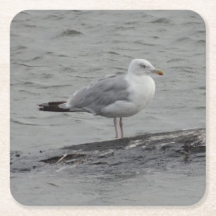 Big seagull square paper coaster