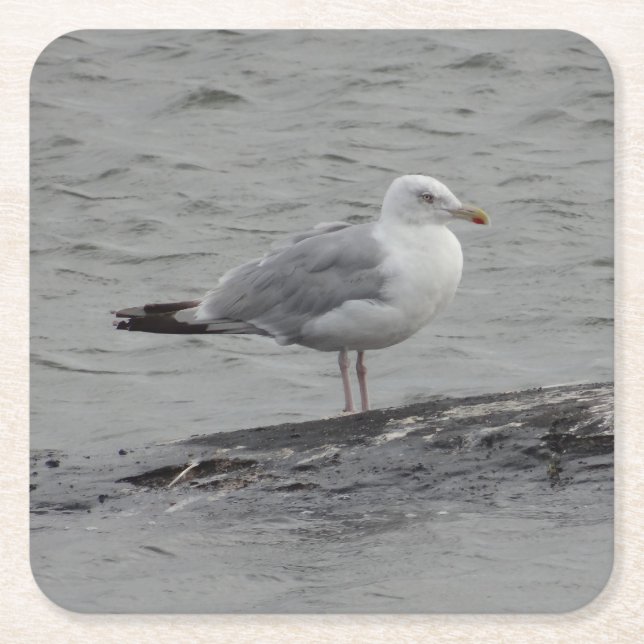 Big seagull square paper coaster (Front)