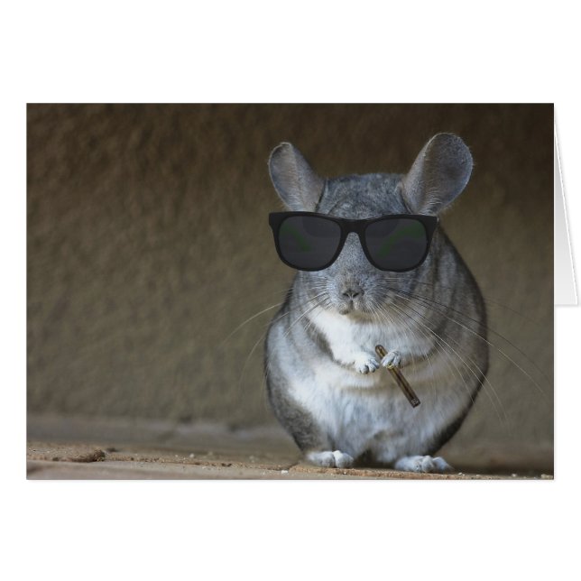 Big Shot Chinchilla (Front Horizontal)