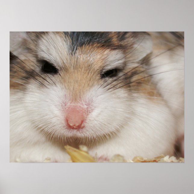 Big stare - Tac - Poster (Front)