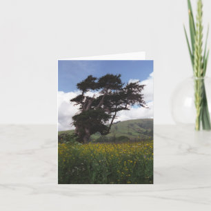 Big Sur tree card