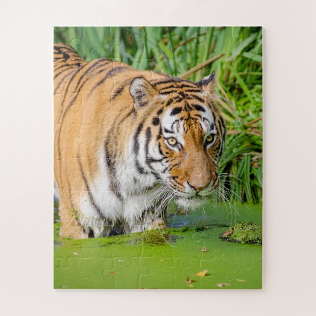 Big Tiger Going Swimming with Green Foliage Jigsaw Puzzle (Vertical)