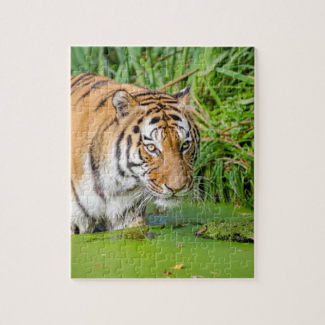 Big Tiger Going Swimming with Green Foliage Jigsaw Puzzle (Vertical)