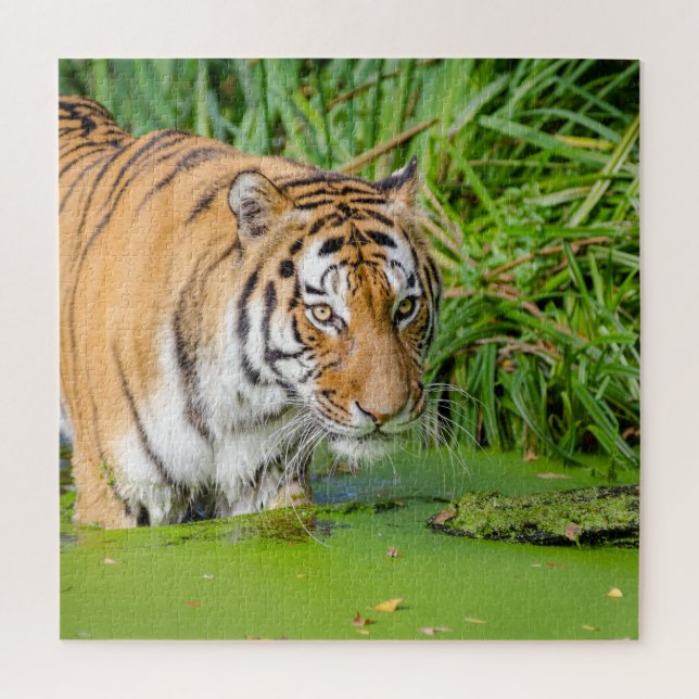 Big Tiger Going Swimming with Green Foliage Jigsaw Puzzle (Vertical)