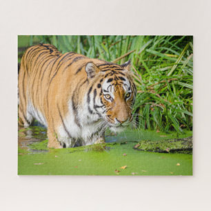 Big Tiger Going Swimming with Green Foliage Jigsaw Puzzle