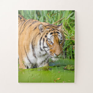 Big Tiger Going Swimming with Green Foliage Jigsaw Puzzle