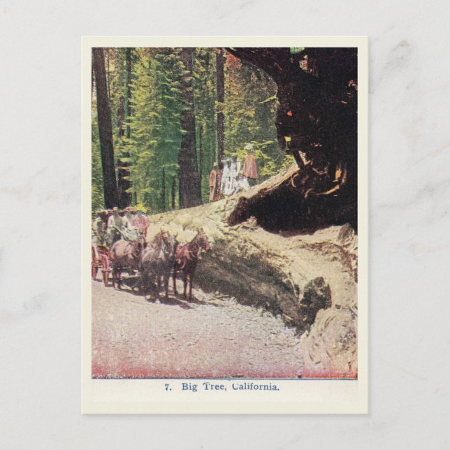 Big Tree, California, Wagon, Settlers, Vintage Postcard (Front)