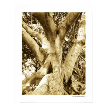 Big Tree Photography Sepia Black and White