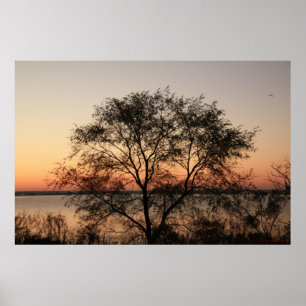 Big Tree Poster