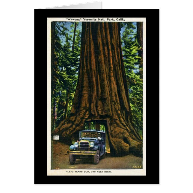 Big Tree Wawona, Mariposa Grove, CA (Front)