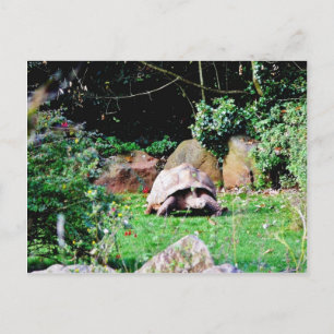 Big Turtle Postcard