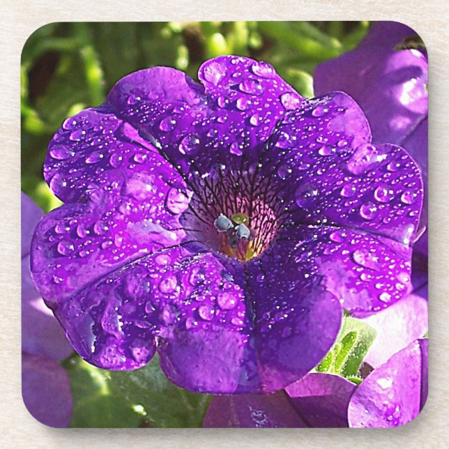 Big Wet Purple Petunia Flower Coaster Set (6) (Front)