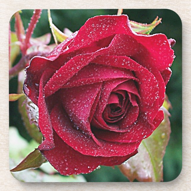 Big Wet Red Rose Flower Coaster Set (6) (Front)