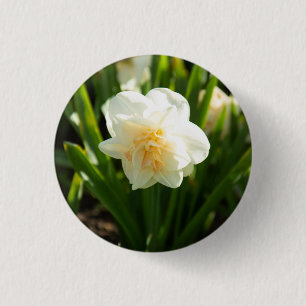 Big white daffodils on a spring day 3 cm round badge
