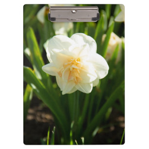 Big white daffodils on a spring day   clipboard