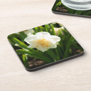 Big white daffodils on a spring day  coaster
