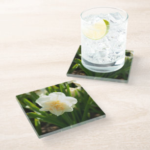Big white daffodils on a spring day  glass coaster