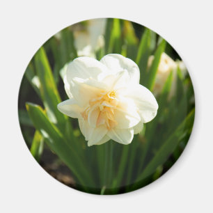 Big white daffodils on a spring day magnet