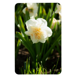 Big white daffodils on a spring day  magnet