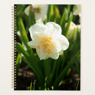 Big white daffodils on a spring day    planner