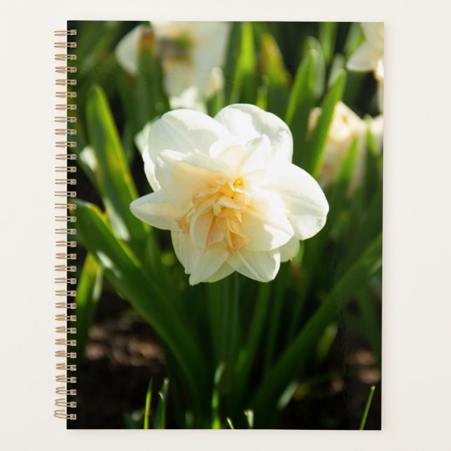 Big white daffodils on a spring day    planner (Front)