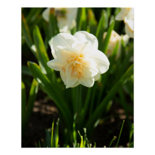 Big white daffodils on a spring day poster