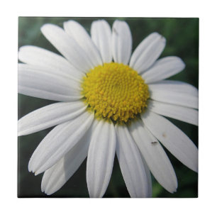 Big White Daisy   Ceramic Tile