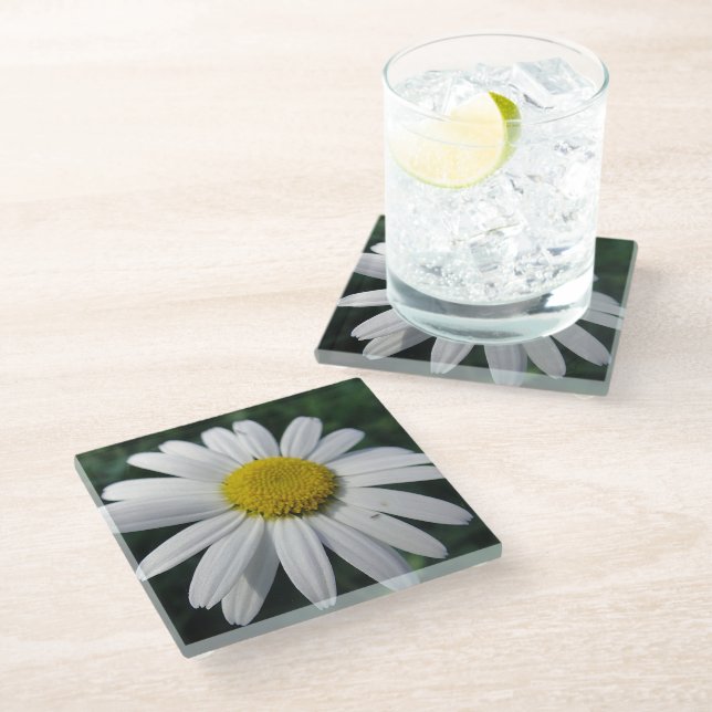 Big White Daisy  Glass Coaster (Angled)