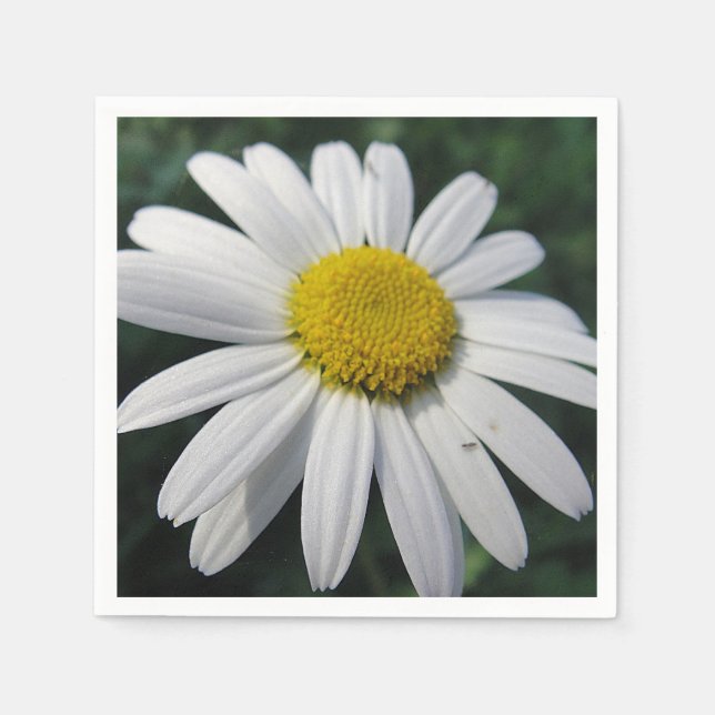 Big White Daisy  Napkin (Front)