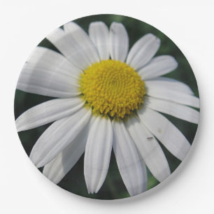 Big White Daisy Paper Plate