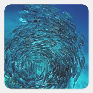 Bigeye trevally (Caranx sexfasciatus), swimming Square Sticker