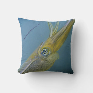 Bigfin reef squid, Sepioteuthis lessoniana, Cushion