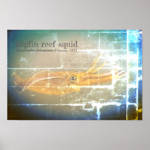 Bigfin reef squid, Sepioteuthis lessoniana, Poster