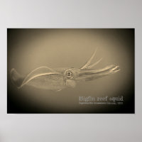Bigfin reef squid, Sepioteuthis lessoniana,