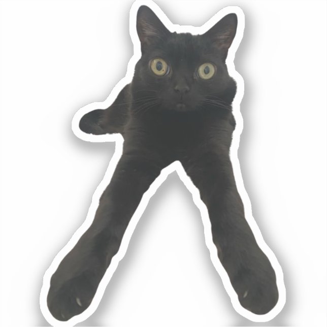 bigfootjinx cat (Front)