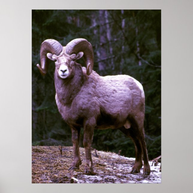 Bighorn ram poster (Front)