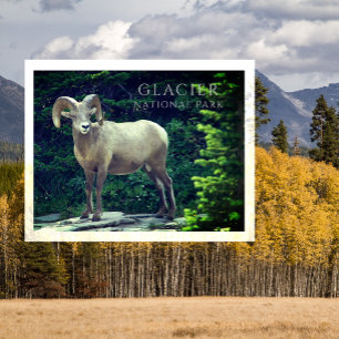 Bighorn Ram, Standing on Rocky Outcrop, Glacier NP Postcard