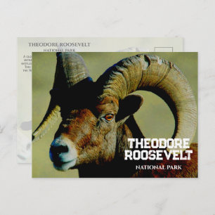 Bighorn RaM, Theodore Roosevelt National Park, ND Postcard