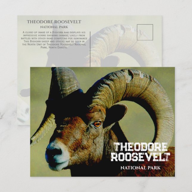 Bighorn RaM, Theodore Roosevelt National Park, ND Postcard (Front/Back)