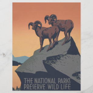 Bighorn Sheep American West Wildlife