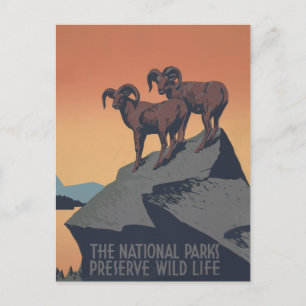 Bighorn Sheep American West Wildlife Postcard