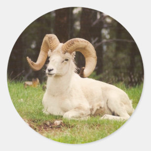 Bighorn Sheep Classic Round Sticker
